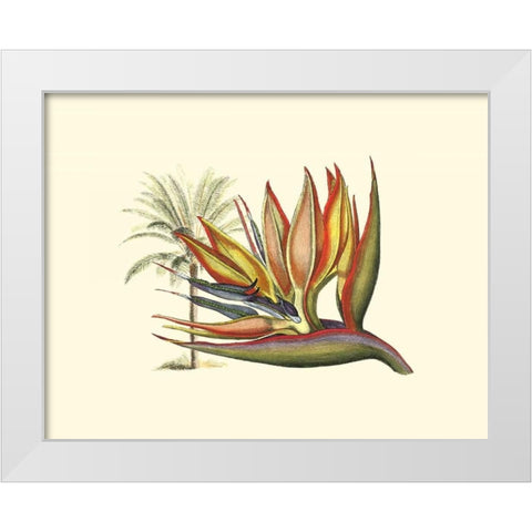 Bird of Paradise I White Modern Wood Framed Art Print by Edwards, Sydenham