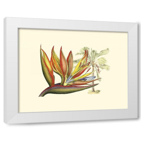 Bird of Paradise II White Modern Wood Framed Art Print by Edwards, Sydenham