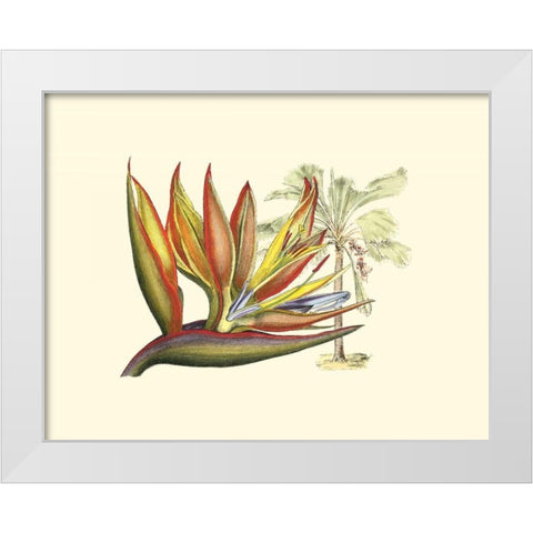 Bird of Paradise II White Modern Wood Framed Art Print by Edwards, Sydenham