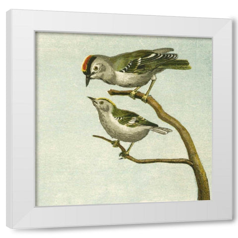 Mini Vintage Birds II White Modern Wood Framed Art Print by Unknown