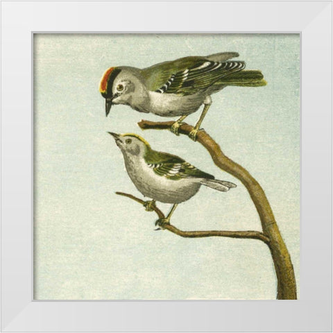 Mini Vintage Birds II White Modern Wood Framed Art Print by Unknown