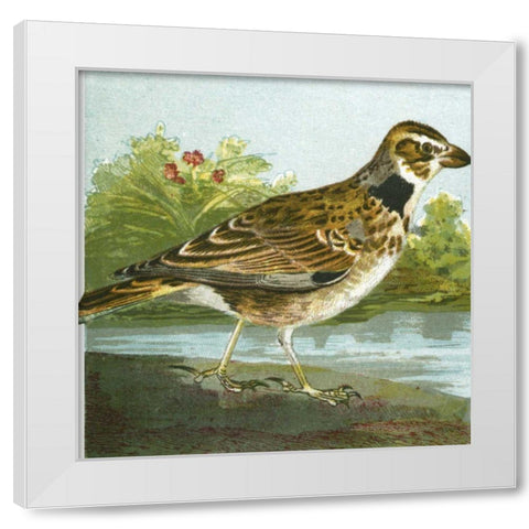 Mini Vintage Birds III White Modern Wood Framed Art Print by Unknown