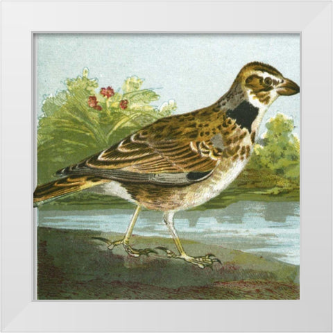 Mini Vintage Birds III White Modern Wood Framed Art Print by Unknown