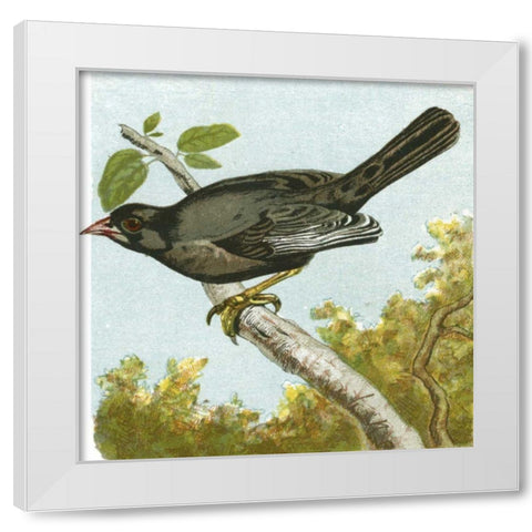 Mini Vintage Birds IV White Modern Wood Framed Art Print by Unknown