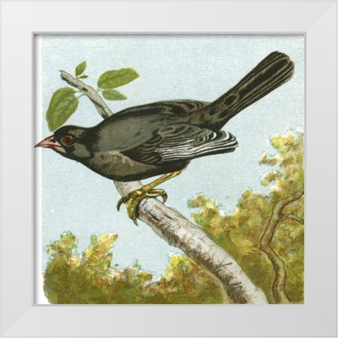 Mini Vintage Birds IV White Modern Wood Framed Art Print by Unknown