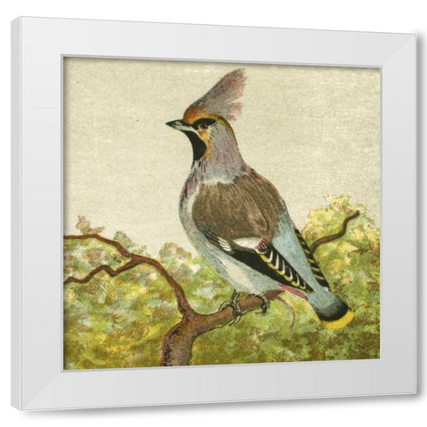 Mini Vintage Birds VIII White Modern Wood Framed Art Print by Unknown