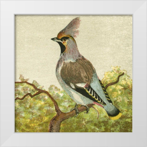 Mini Vintage Birds VIII White Modern Wood Framed Art Print by Unknown