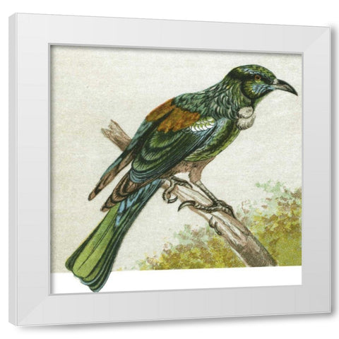 Mini Vintage Birds IX White Modern Wood Framed Art Print by Unknown