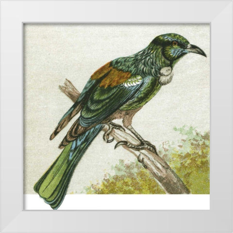 Mini Vintage Birds IX White Modern Wood Framed Art Print by Unknown