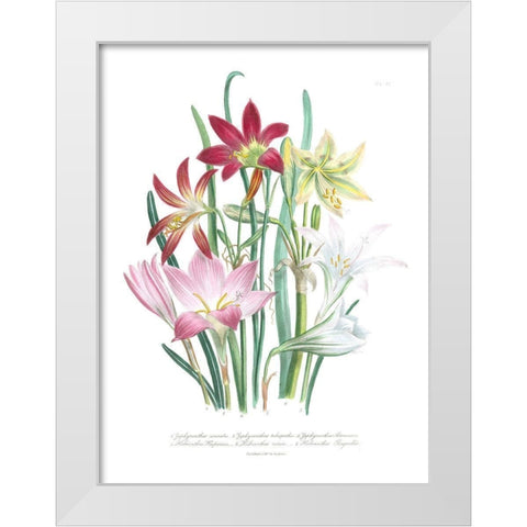 Lily Garden I White Modern Wood Framed Art Print by Loudon, Jane