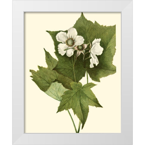 Delicate Foliage I White Modern Wood Framed Art Print by Unknown