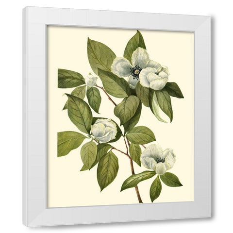 Delicate Foliage II White Modern Wood Framed Art Print by Unknown