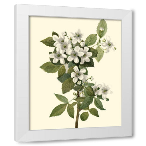 Delicate Foliage III White Modern Wood Framed Art Print by Unknown
