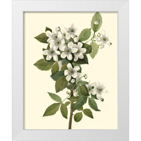 Delicate Foliage III White Modern Wood Framed Art Print by Unknown