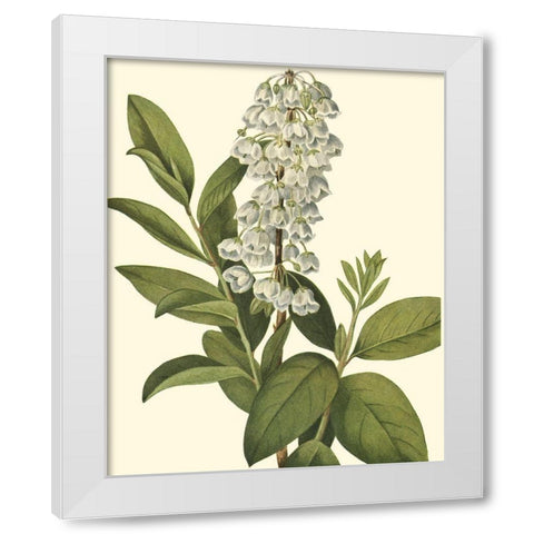 Delicate Foliage IV White Modern Wood Framed Art Print by Unknown