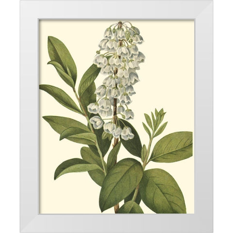 Delicate Foliage IV White Modern Wood Framed Art Print by Unknown