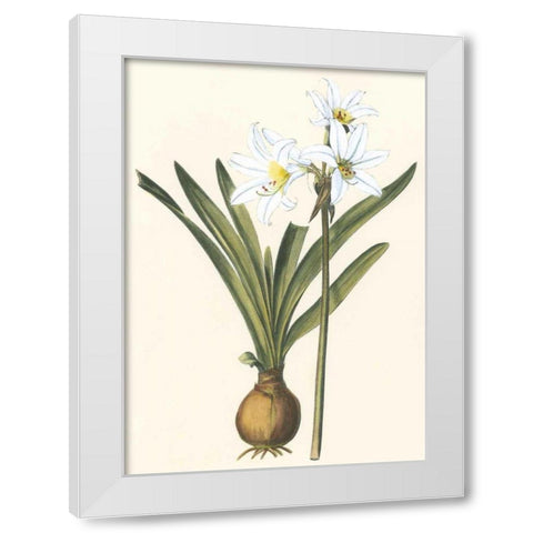 Belladonna Lilies III White Modern Wood Framed Art Print by Vision Studio