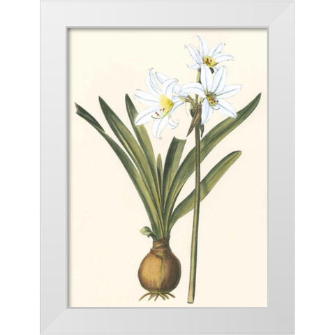 Belladonna Lilies III White Modern Wood Framed Art Print by Vision Studio
