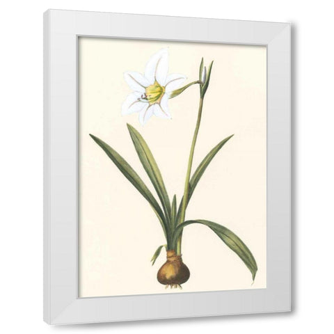 Belladonna Lilies IV White Modern Wood Framed Art Print by Vision Studio