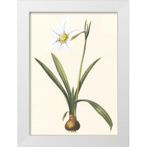 Belladonna Lilies IV White Modern Wood Framed Art Print by Vision Studio