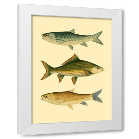 Antique Fish I White Modern Wood Framed Art Print by Briggs, Ernest