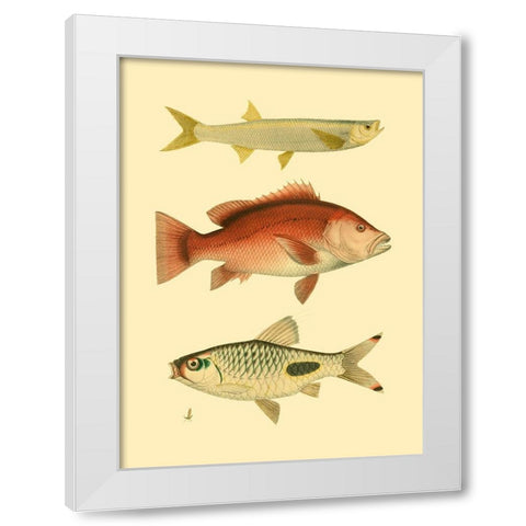 Antique Fish II White Modern Wood Framed Art Print by Briggs, Ernest