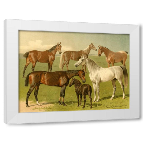 Horse Breeds I White Modern Wood Framed Art Print by Volkers, Emil