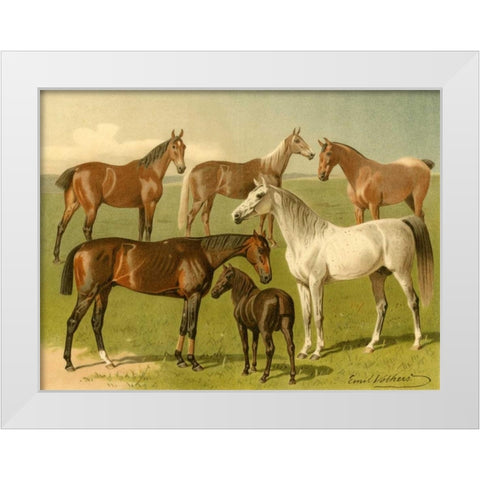 Horse Breeds I White Modern Wood Framed Art Print by Volkers, Emil