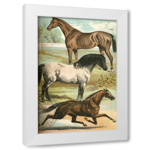 Johnsons Horse Breeds I White Modern Wood Framed Art Print by Johnson, Henry J.