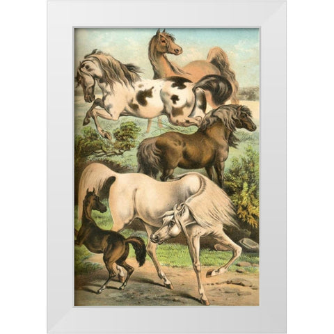 Johnsons Horse Breeds II White Modern Wood Framed Art Print by Johnson, Henry J.