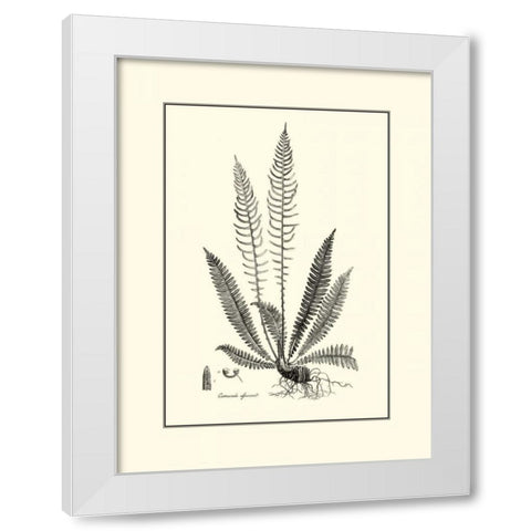 BandW Fern I White Modern Wood Framed Art Print by Curtis