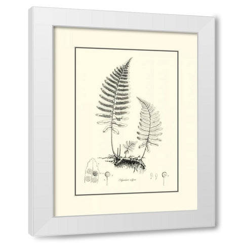 BandW Fern II White Modern Wood Framed Art Print by Curtis