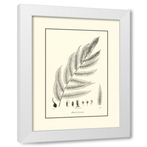 BandW Fern III White Modern Wood Framed Art Print by Curtis