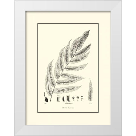 BandW Fern III White Modern Wood Framed Art Print by Curtis