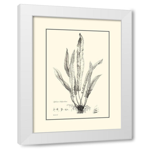 BW Fern IV White Modern Wood Framed Art Print by Curtis