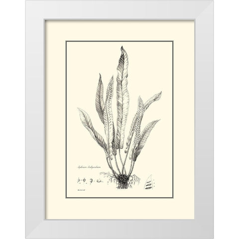 BW Fern IV White Modern Wood Framed Art Print by Curtis