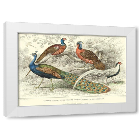 Peacock and Pheasants White Modern Wood Framed Art Print by Stewart, J.