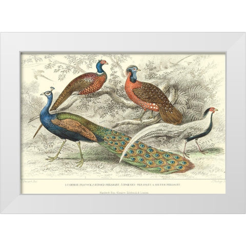 Peacock and Pheasants White Modern Wood Framed Art Print by Stewart, J.