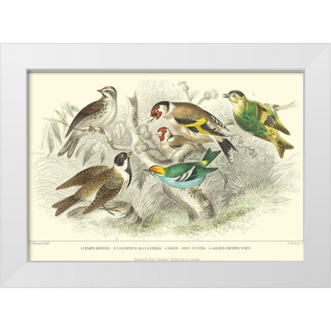 Goldfinch, Buntings and Wrens White Modern Wood Framed Art Print by Stewart, J.
