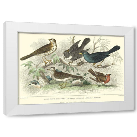 Skylark, Songthrush and Redbreast White Modern Wood Framed Art Print by Stewart, J.