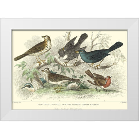 Skylark, Songthrush and Redbreast White Modern Wood Framed Art Print by Stewart, J.