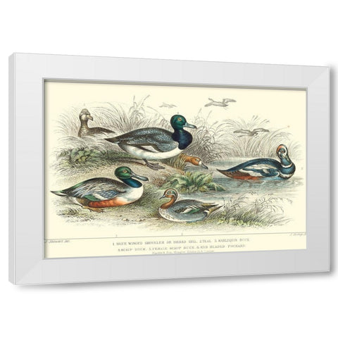 Duck Varieties White Modern Wood Framed Art Print by Stewart, J.