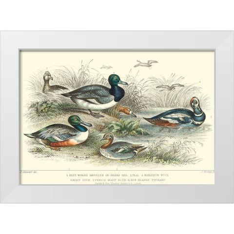 Duck Varieties White Modern Wood Framed Art Print by Stewart, J.
