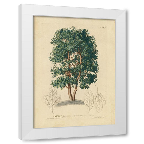 non-embellished Laurel Tree White Modern Wood Framed Art Print by Unknown