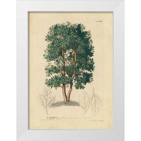 non-embellished Laurel Tree White Modern Wood Framed Art Print by Unknown