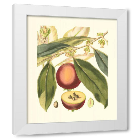 Fantastical Botanical III White Modern Wood Framed Art Print by Vision Studio