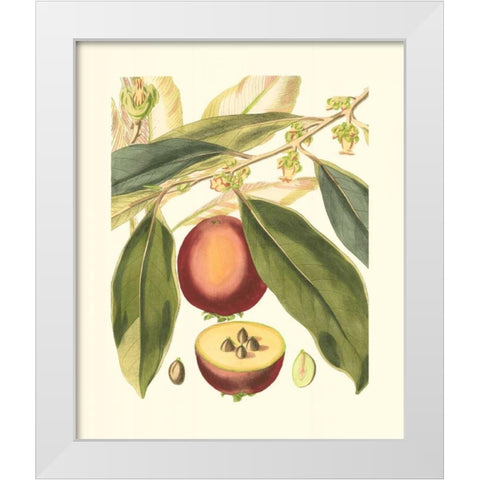 Fantastical Botanical III White Modern Wood Framed Art Print by Vision Studio