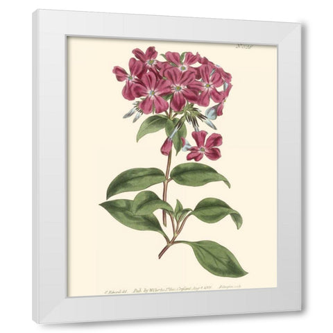 Mauve Beauty III White Modern Wood Framed Art Print by Curtis