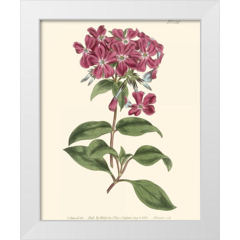 Mauve Beauty III White Modern Wood Framed Art Print by Curtis