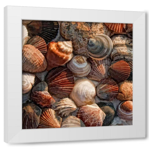 Shell Yes White Modern Wood Framed Art Print by Head, Danny